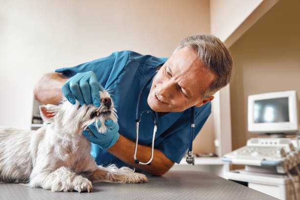 Best Same-Day Emergency Dental Services in Eastport, NY